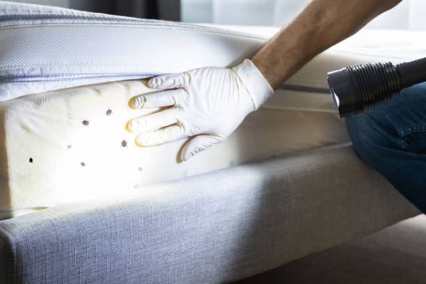 Best Best Pest Control Companies  in Seco Mines, TX